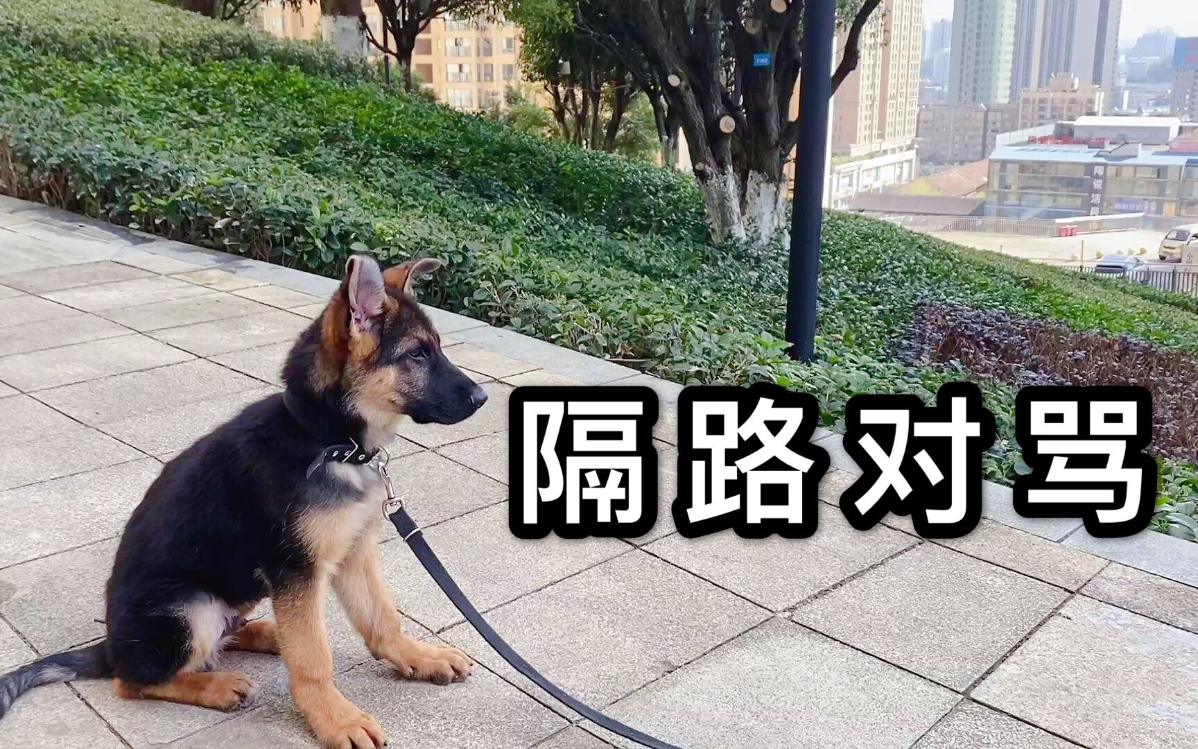 对面五条狗的图片图片