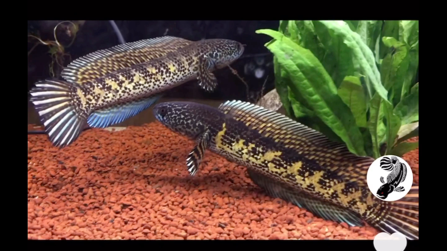 黄金眼镜蛇雷龙小情侣