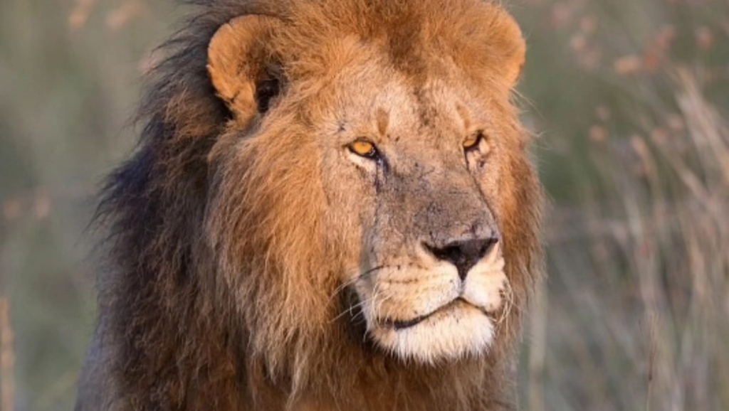 巨狮迪诺肯造假事件之后又一证据出现!