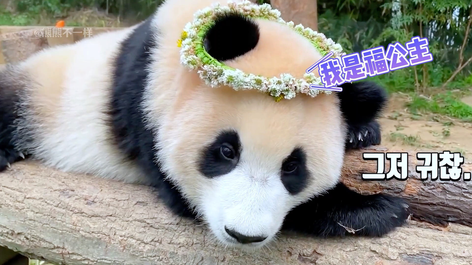 被爱包围着长大的福宝可以说是拥有着最多玩具的大熊猫了