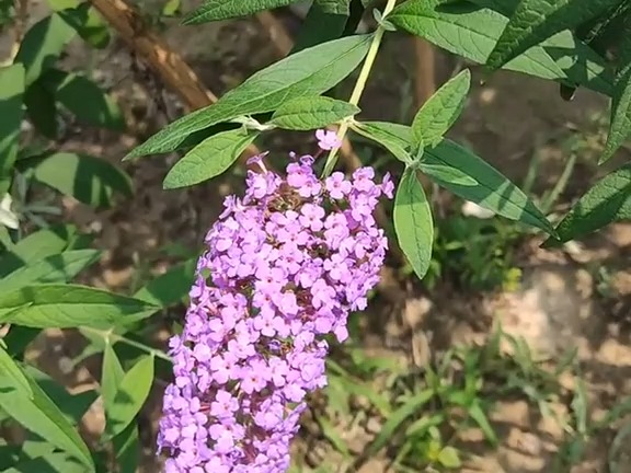 387 醉鱼草:有很多种.这只是其中之一,细分我分不清.