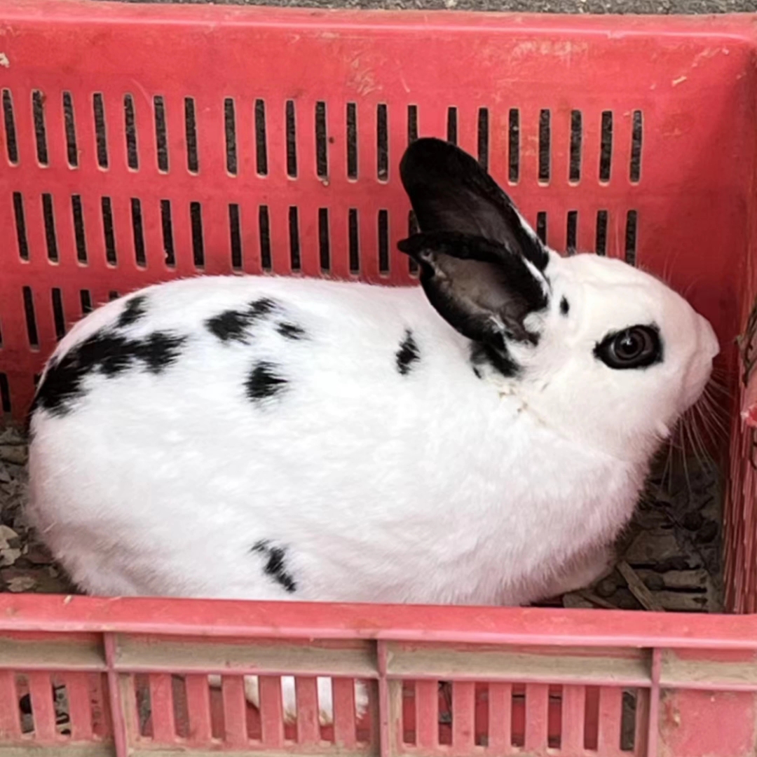 谁能拒绝一只可爱的斑点兔呢