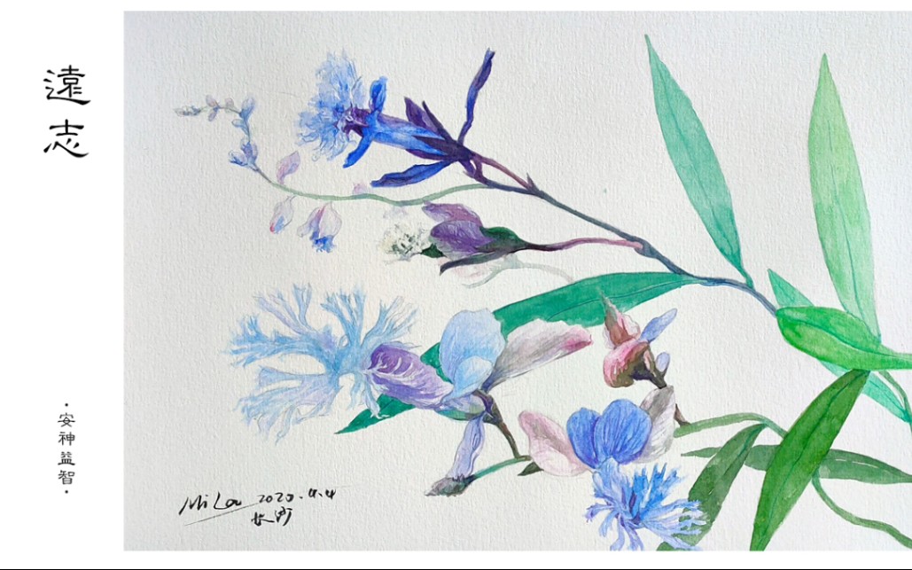 水彩手绘 远志/中草药/手绘日常