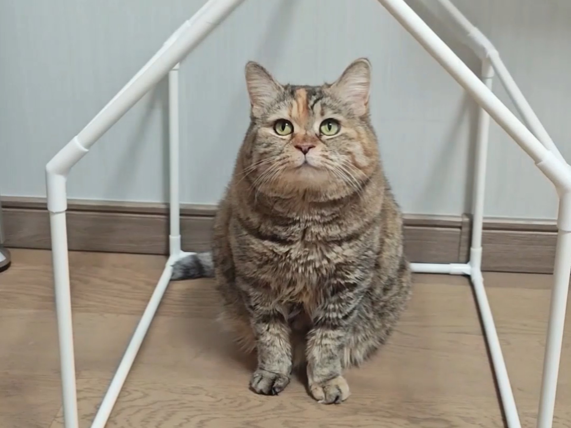 我妈把我猫窝洗了