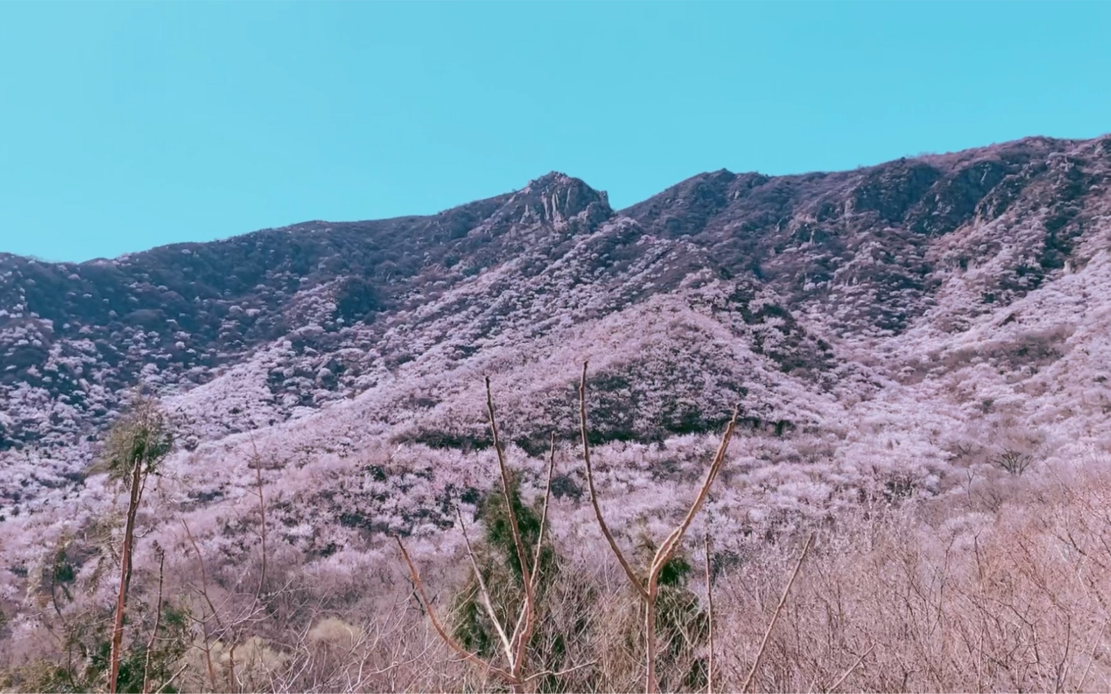 [图]北京后花园凤凰岭-白虎涧，漫山遍野山桃花，怪石嶙峋，一座被低估的绝美之山