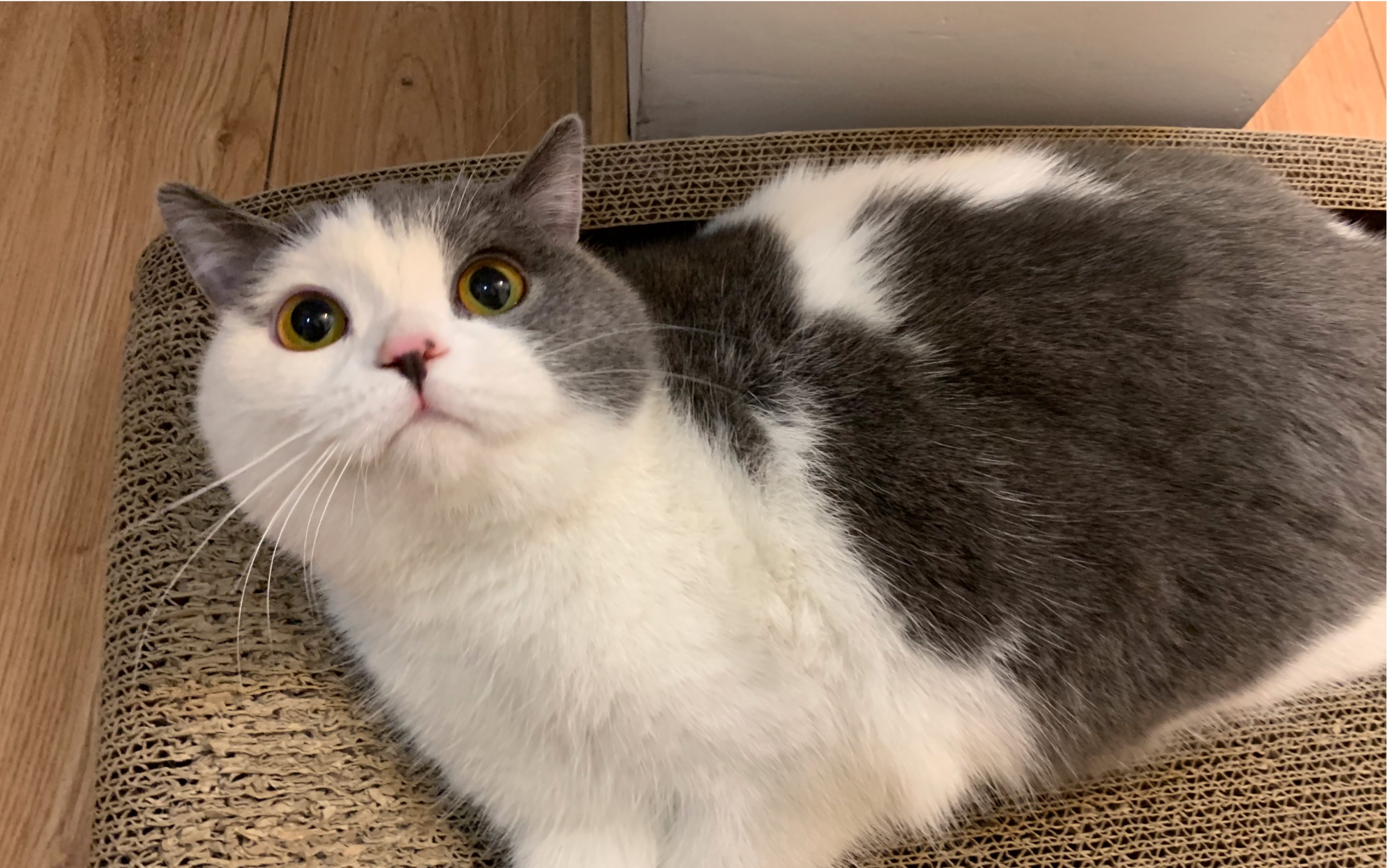 狗娃 萌宠 斜刘海 英短_哔哩哔哩 (゜-゜)つロ 干杯~-bilibili