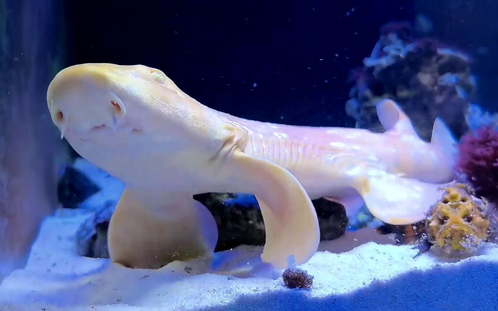 日常喂鱼 #日本鬼鮋 #斑点鸡笼鲳 #日本馒头蟹 #狗鲨