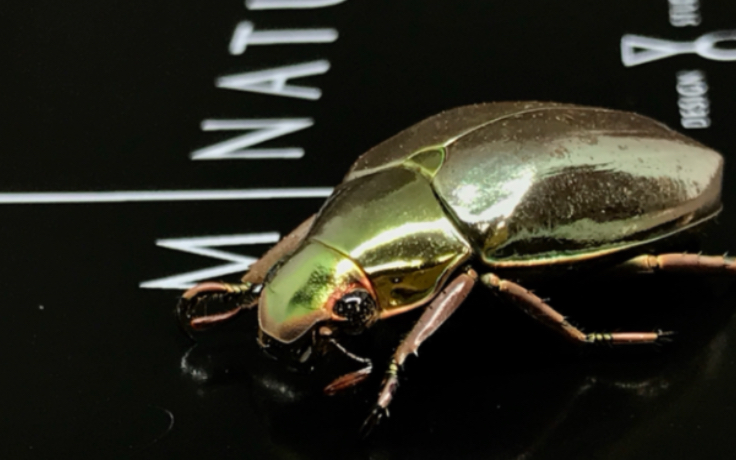 【开箱分享】昆虫标本 宝石金龟chrysina optima