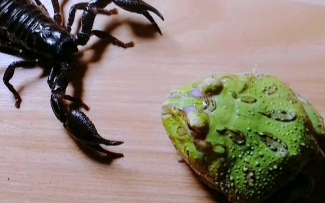 蝎子和蛤蟆的对决