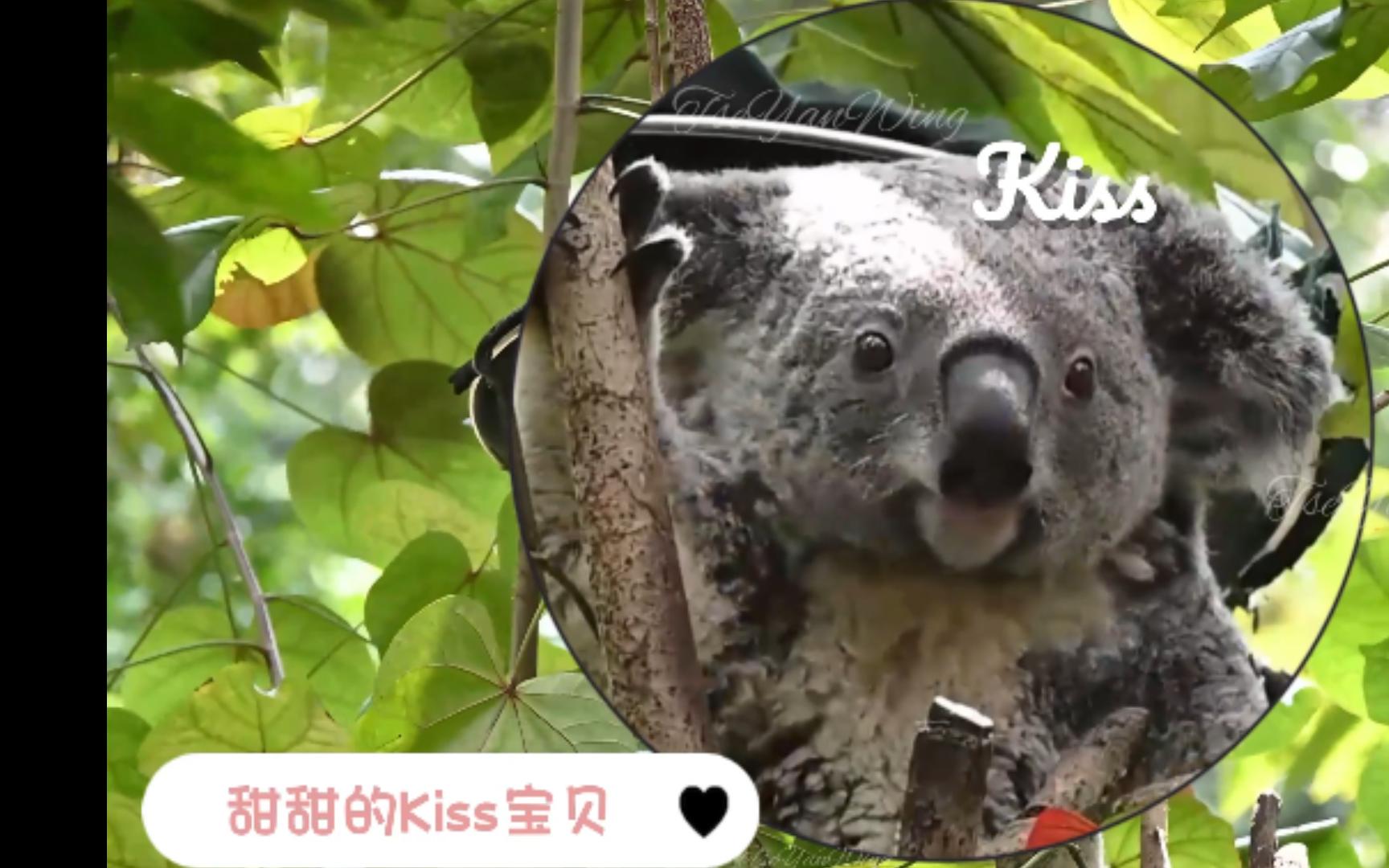 【考拉kiss】带着火星仔下班的kiss女鹅