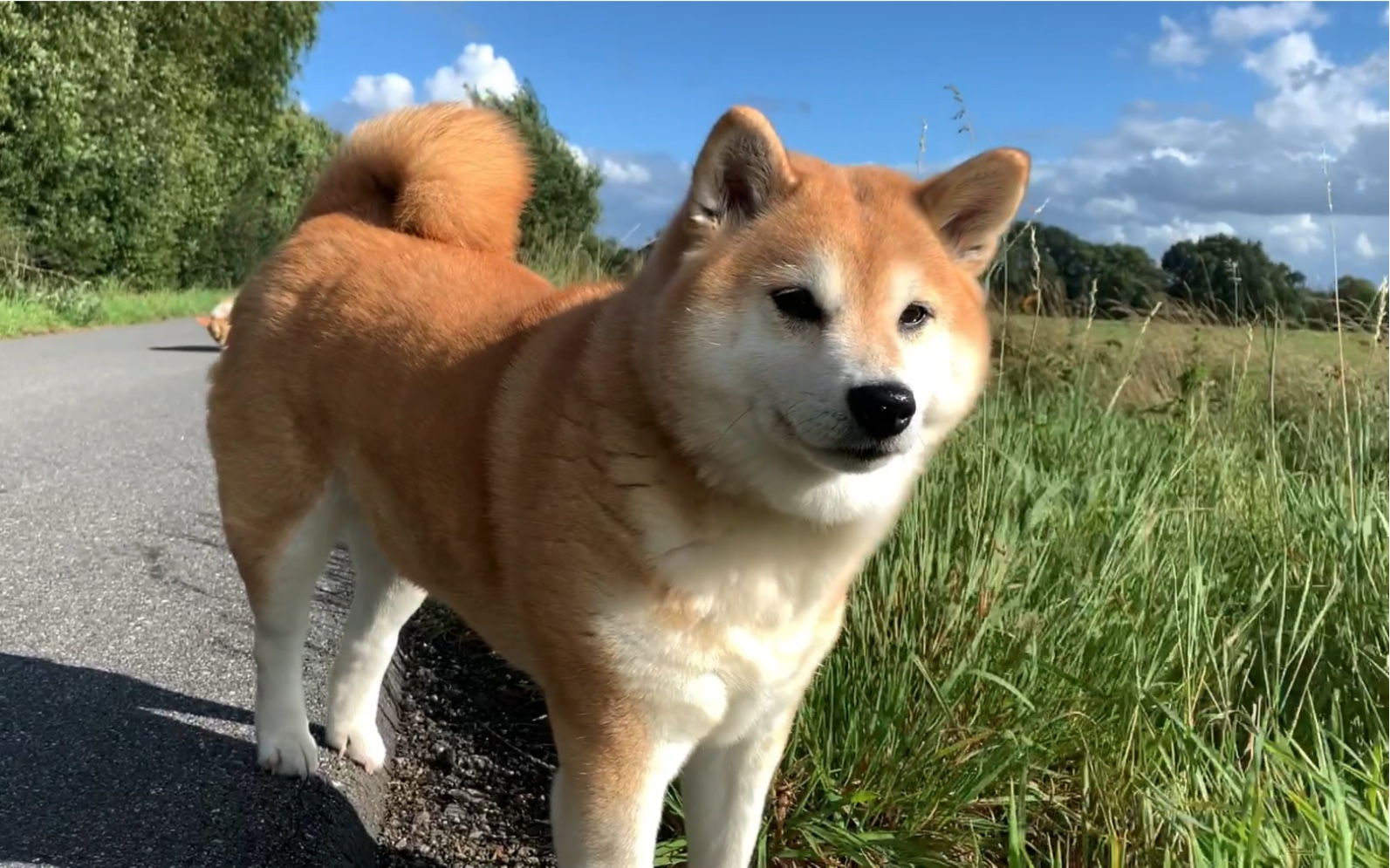 柴犬小黄狗捉小蝗虫