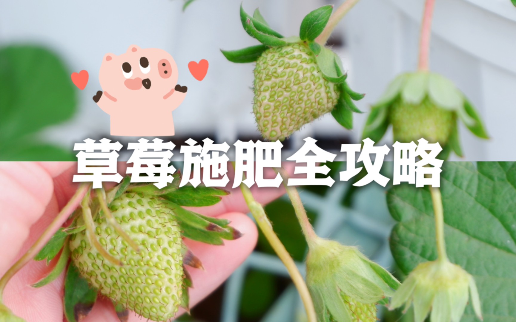 从定植到结果,草莓施肥全攻略来啦!