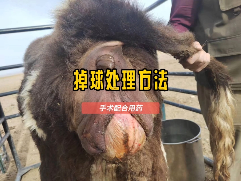 科学养牛 #牛掉球 #一线兽医工作者 掉球处理步骤.
