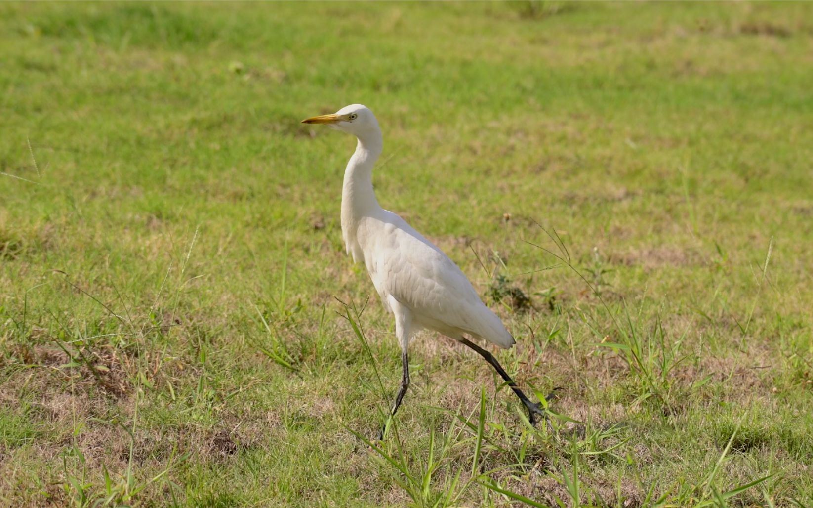 【小白鹭】公司新来了肤白貌美大长腿实习生
