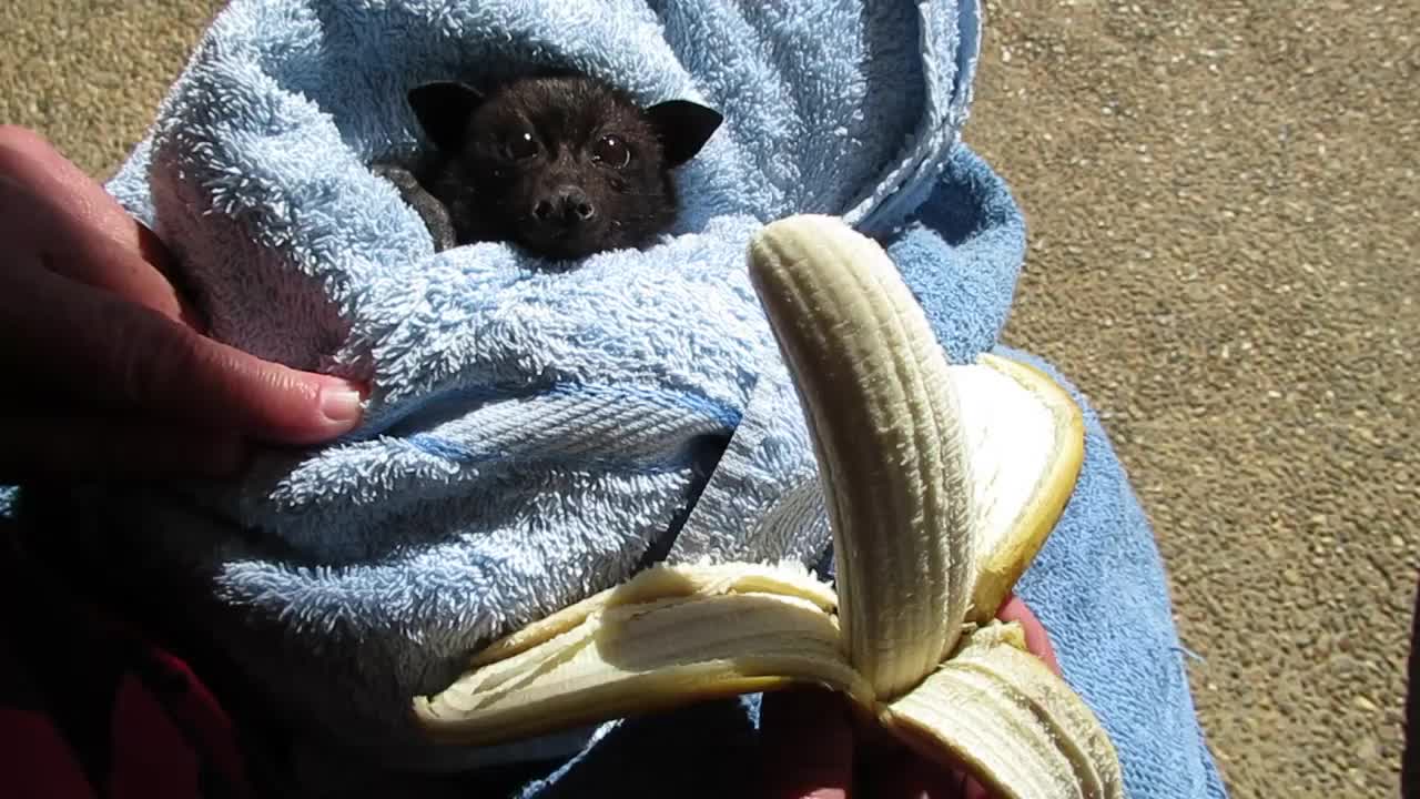 受伤小蝙蝠吃香蕉 太萌了(我可能是看了假的蝙蝠)