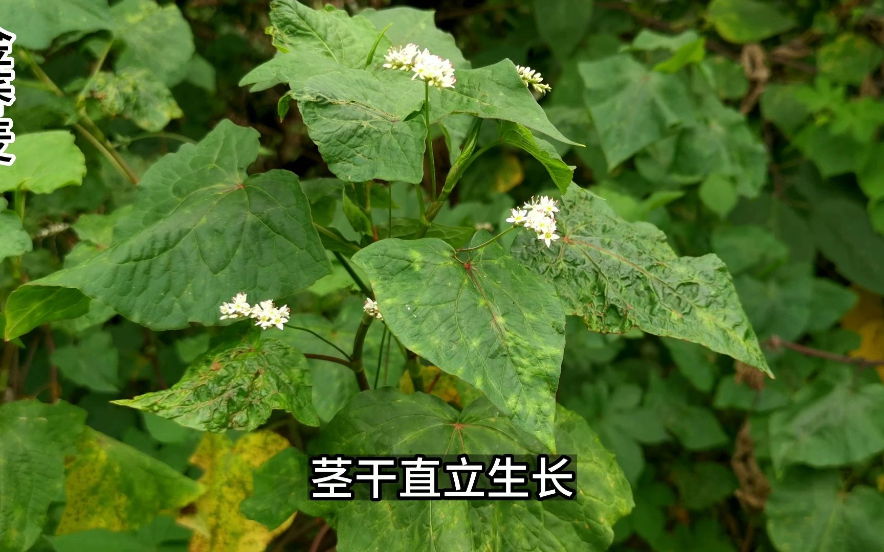 这种像鱼腥草的植物可别乱挖,它叫金荞麦,是国家保护野生植物哔哩哔哩bilibili