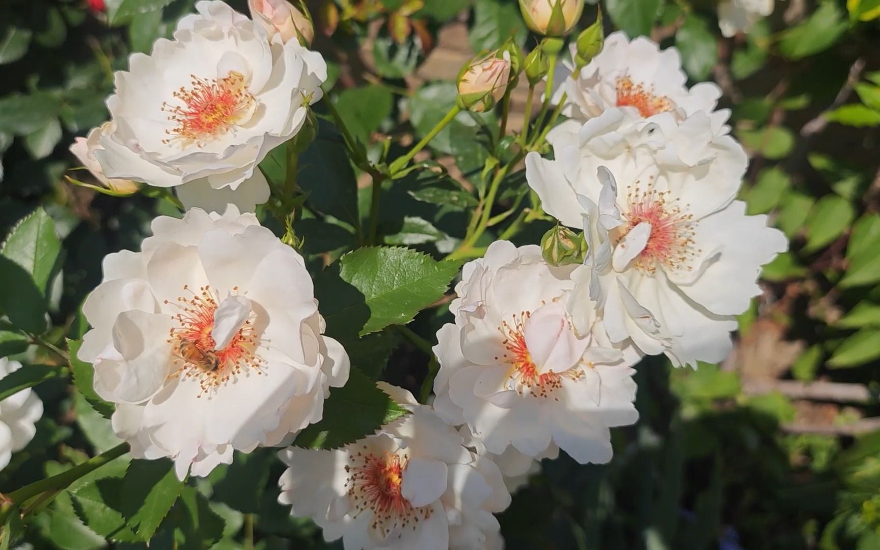 【种植笔记】【灌木月季】杰奎琳.杜普雷