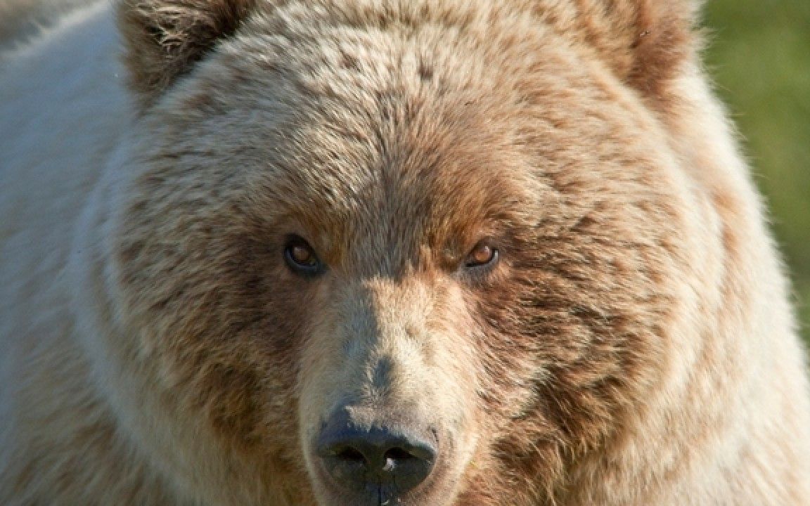 【半岛巨熊】狩猎一头巨大的棕熊