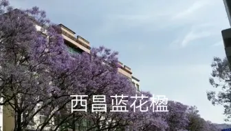 Ez分享 开满整个大道的蓝花楹 紫蓝色的满树花开 超漂亮的行道树 也可做单树 行道树中的网红树 治愈睡眠向 哔哩哔哩 Bilibili