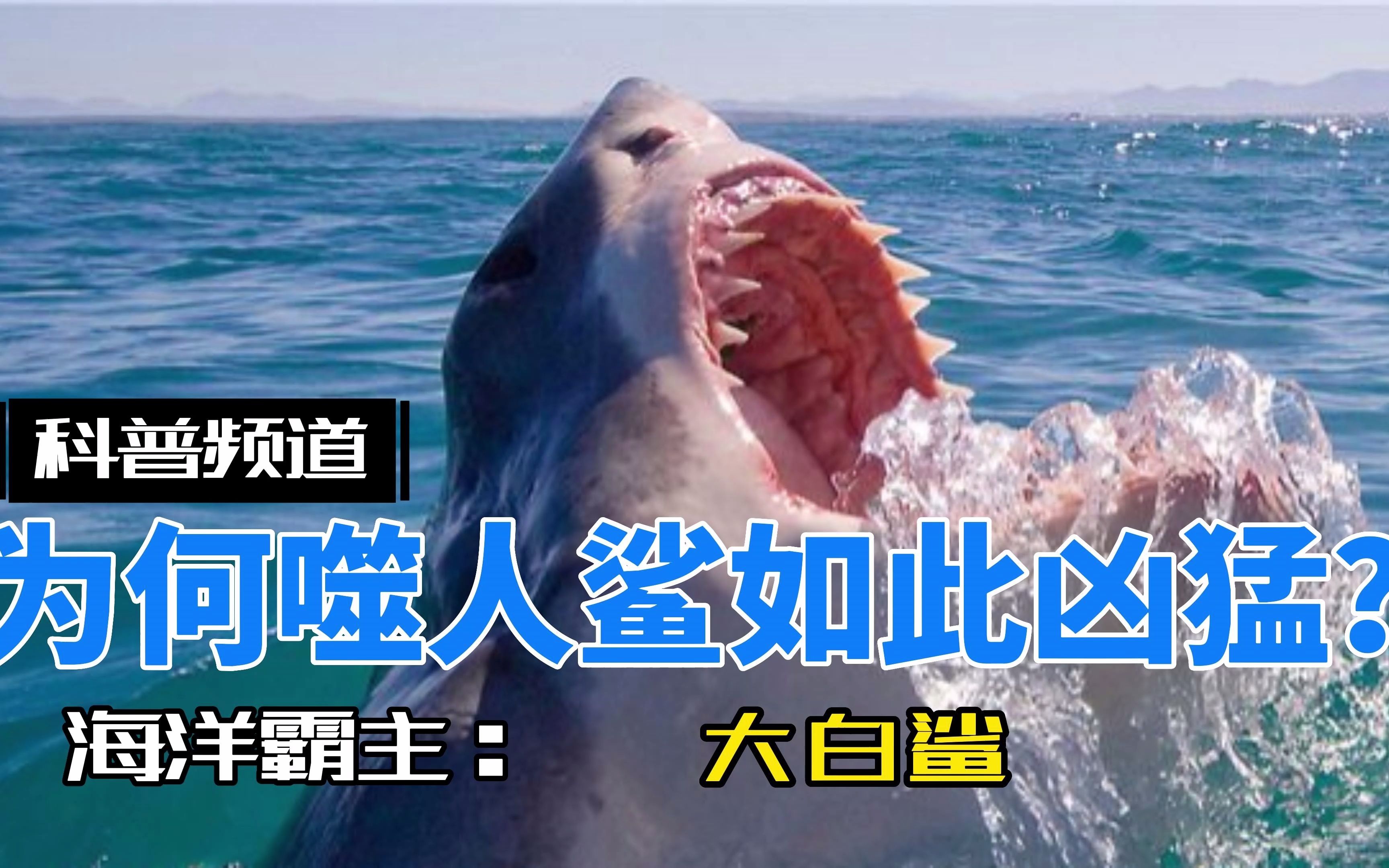 你了解海洋霸主噬人鲨?它为何如此凶残?