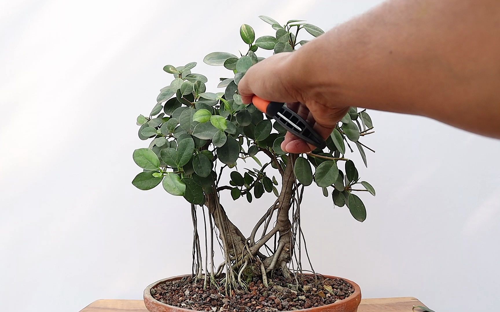 盆景修剪(12年生双主干小果榕)