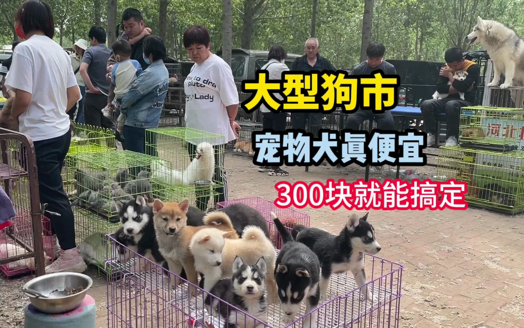 大型狗市的宠物犬真便宜,300块就能搞一只,现场人山人海哔哩哔哩bilibili