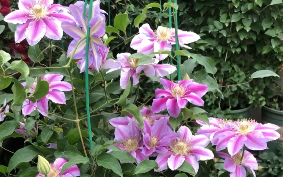 铁线莲博士条纹系列表现很好的品种盆栽地栽都合适