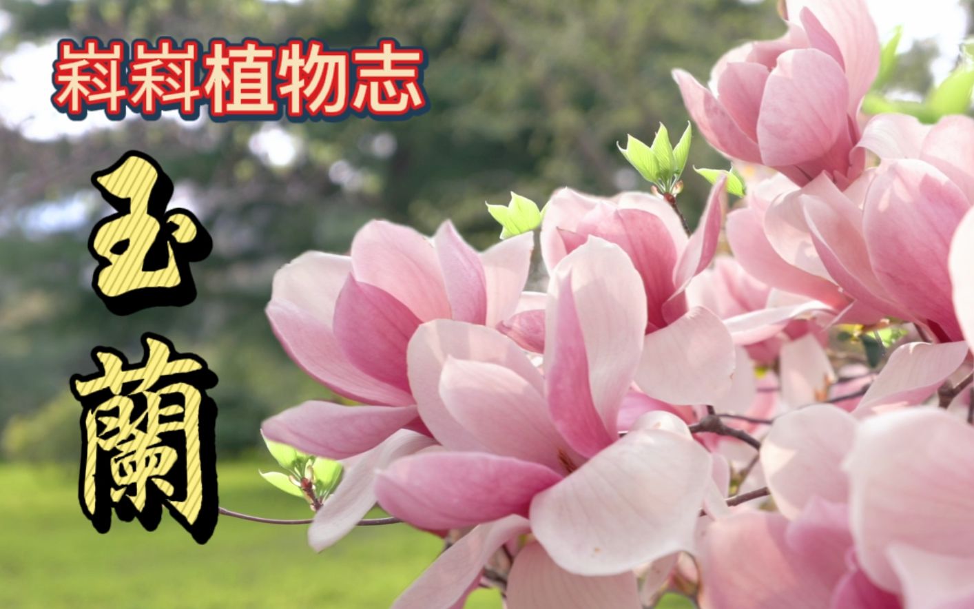 有一种春天,叫做玉兰花开! 【嵙嵙植物志】哔哩哔哩bilibili