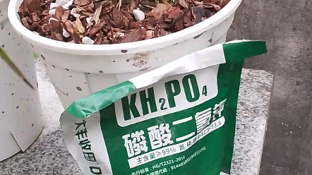 大游行月季中苗灌根磷钾肥(下次用康朴红丶康朴芒灌根,磷酸二氢钾当叶面肥使用)哔哩哔哩bilibili