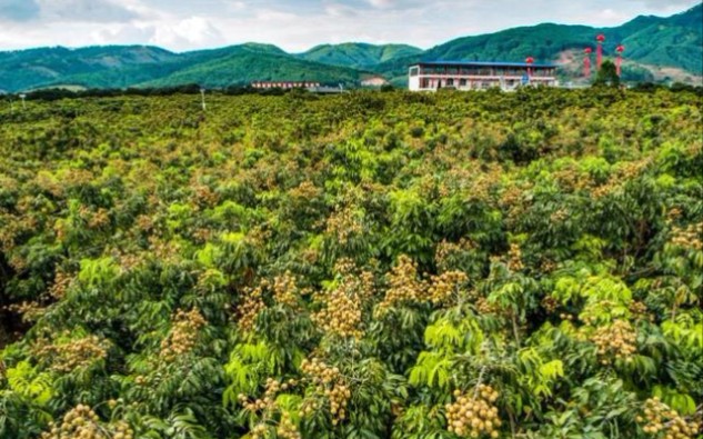 3贵港市平南安怀龙眼园