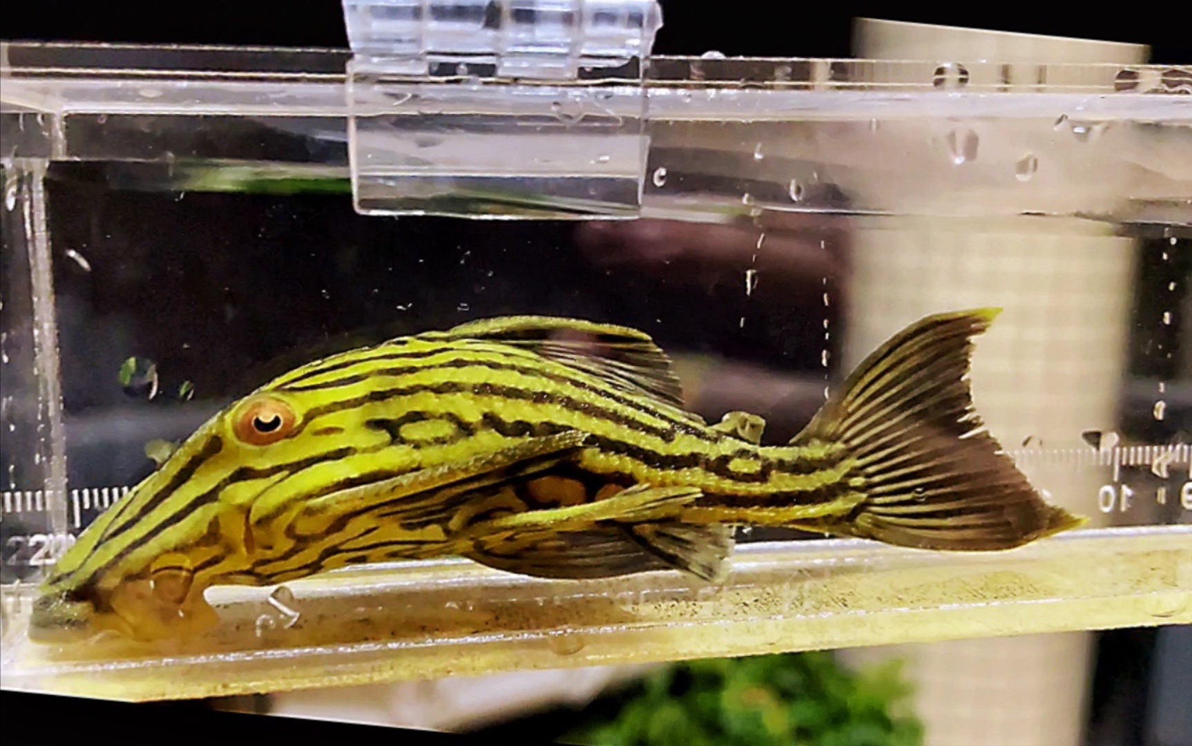 【新鱼入缸第59期】27系列的拼图完成:l027a木纹皇冠豹过水入缸