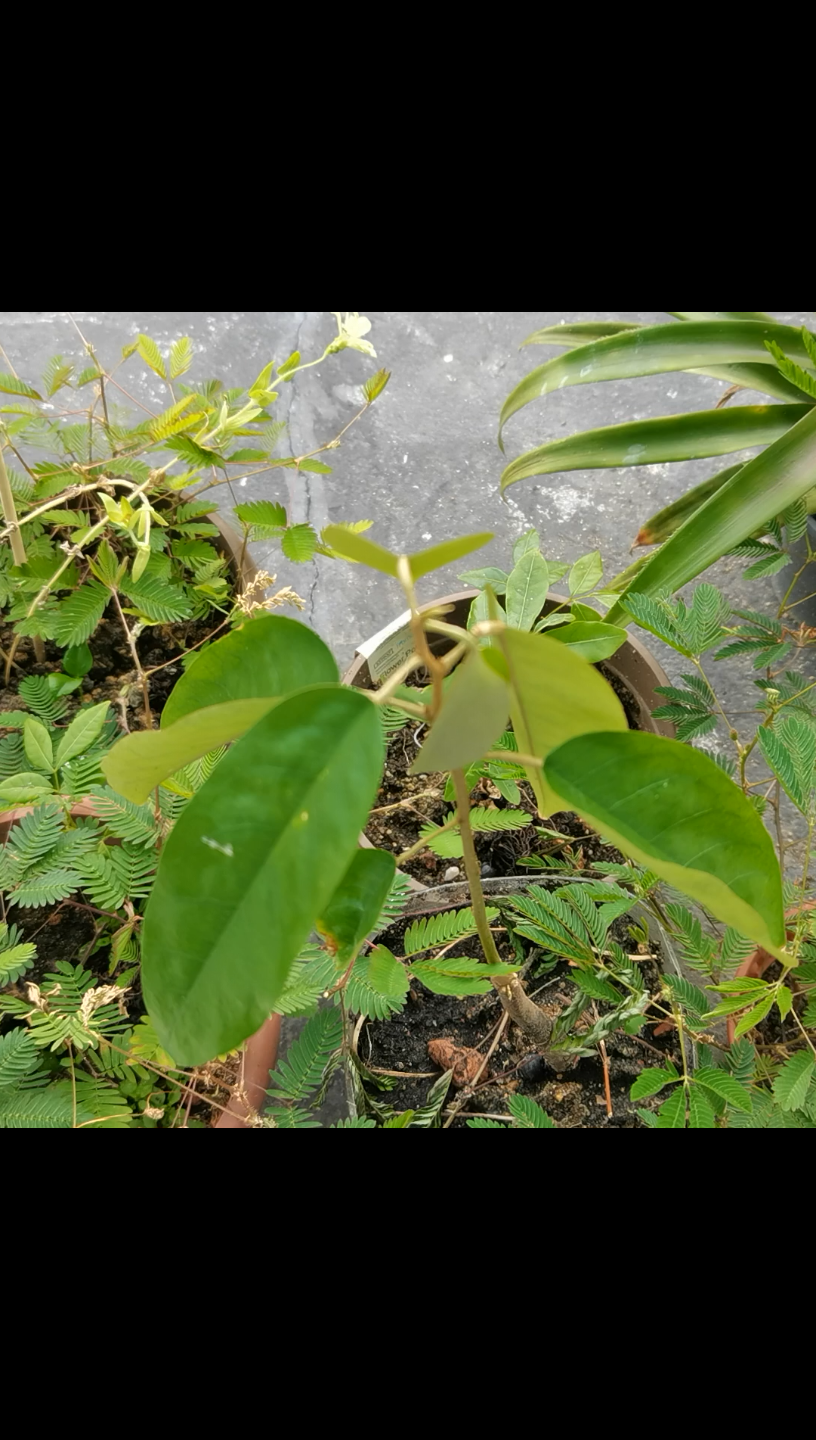 【马来西亚留学日记】榴莲叶也太好rua了吧!超级解压