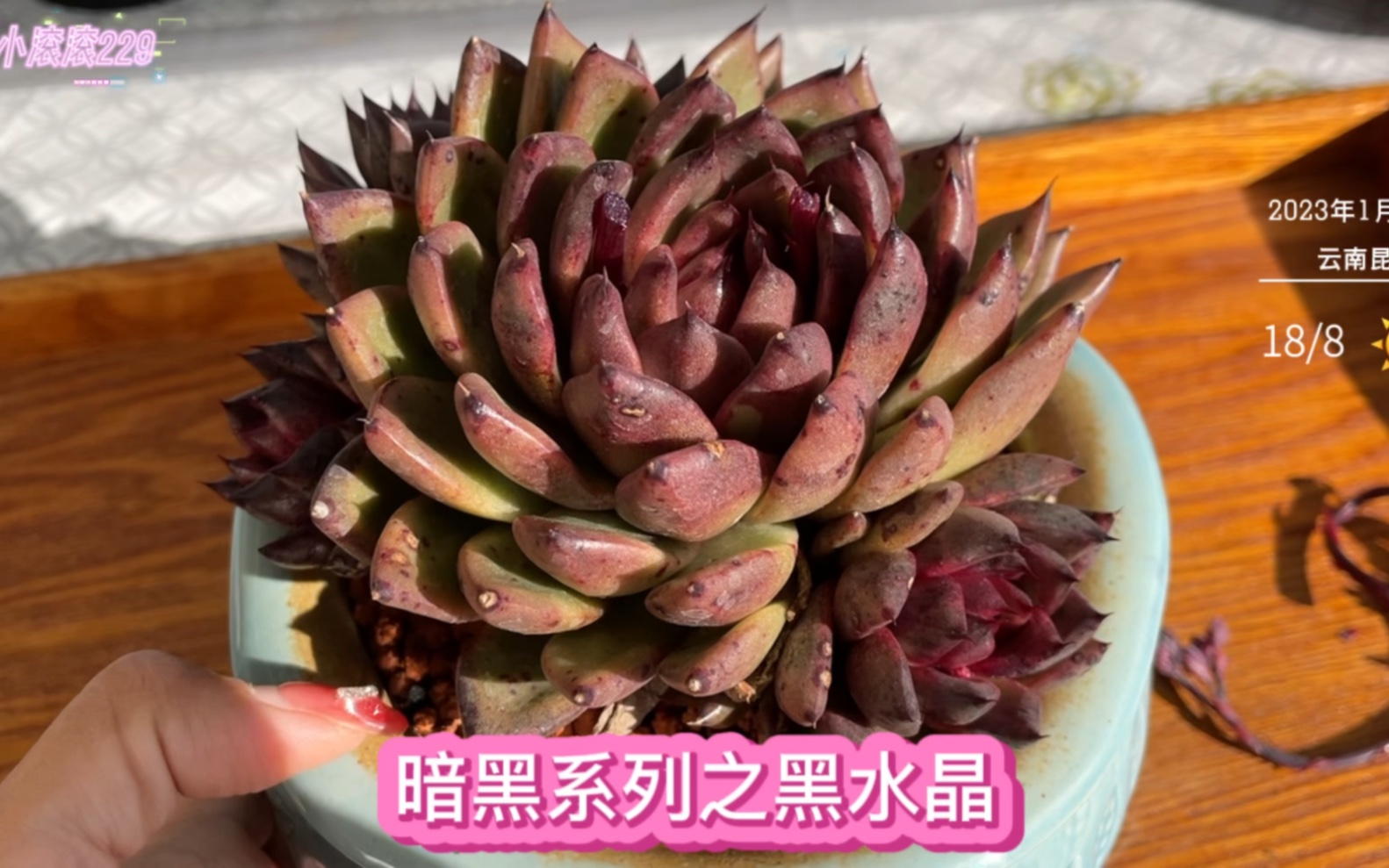 暗黑系列多肉—黑水晶也是爆仔能手,乒乓福娘锦目前长势喜人!