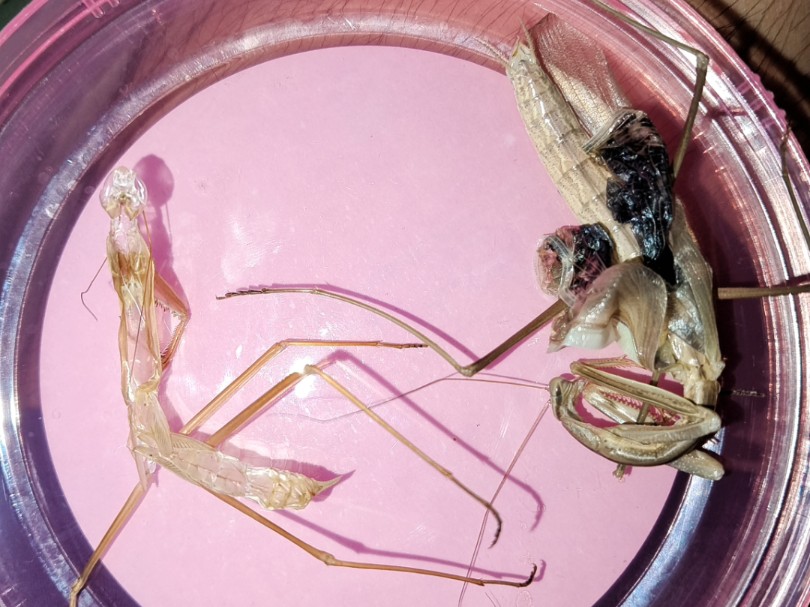 真倒霉!养的第一只螳螂羽化失败了.