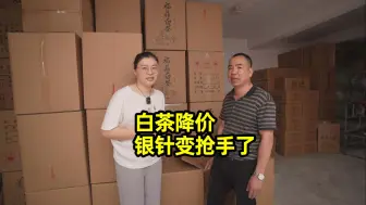 Download Video: 福鼎白茶降价后，银针变抢手了，阿梅赶到管阳茶厂再收90斤头采茶