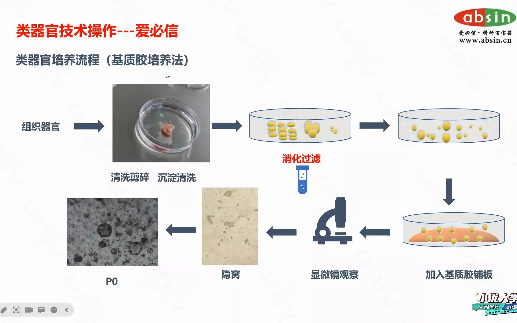 [图]类器官实操大本营