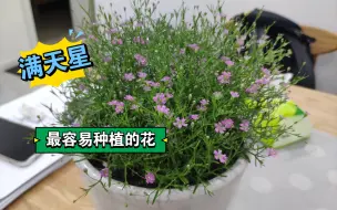 Tải video: 最容易种植的花，满天星，种一次几年怎么也死不了，一轮接着一轮的长，周而复始，只要修剪下又可以重新爆盆。