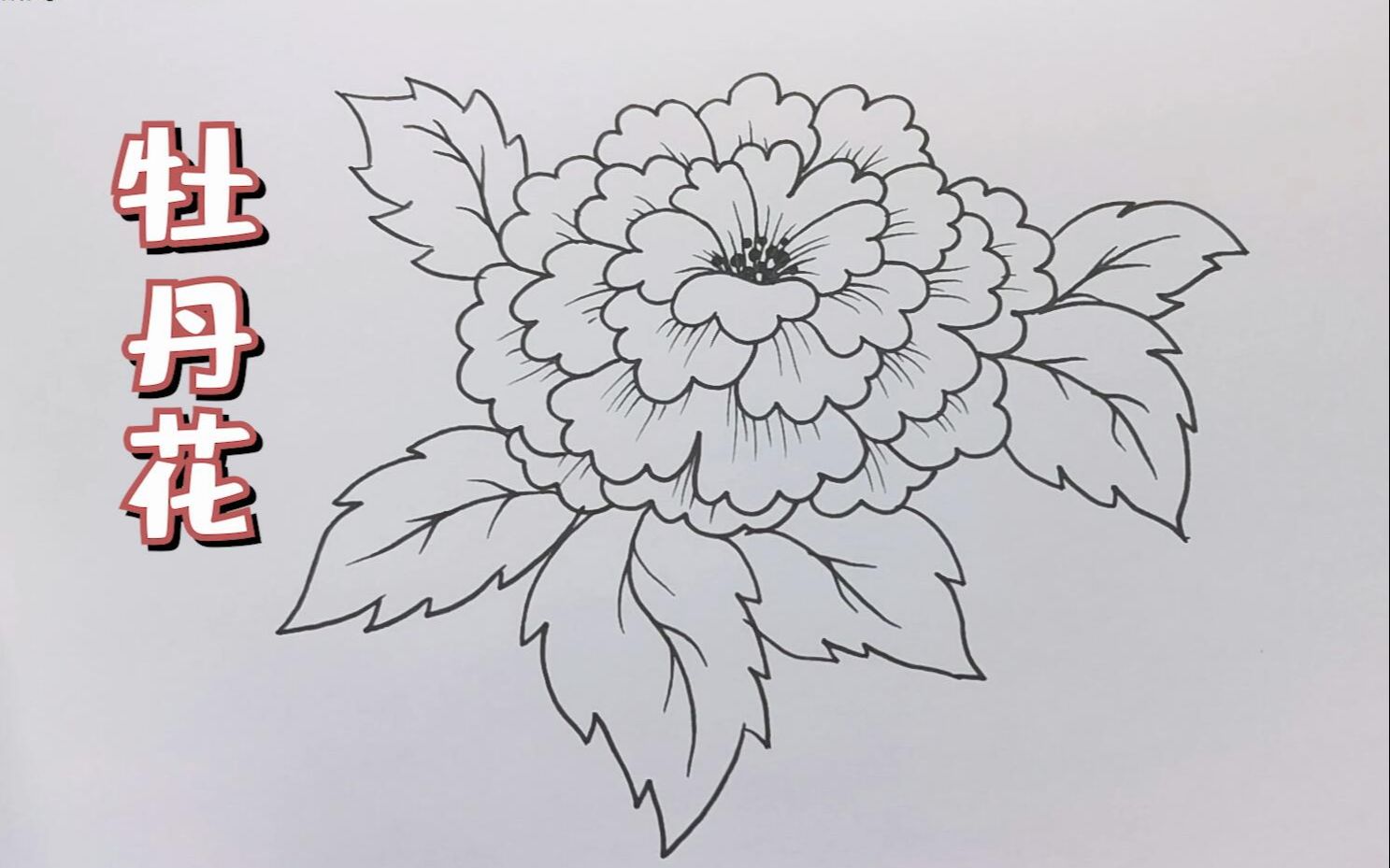 牡丹花的简笔画 简单图片