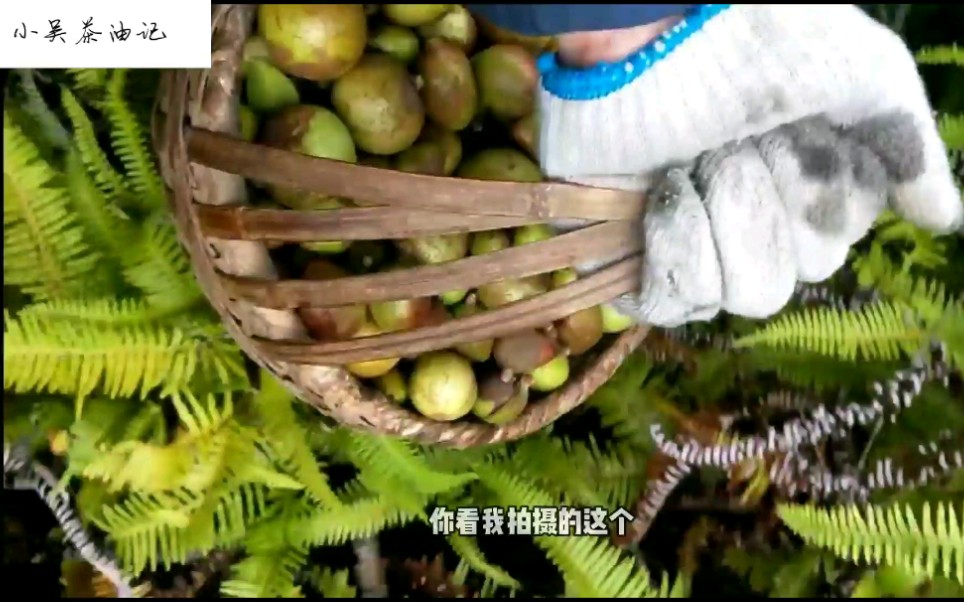 中国茶油看湖南,湖南茶油看衡阳,衡阳茶油看常宁.小吴茶油记!哔哩哔哩bilibili