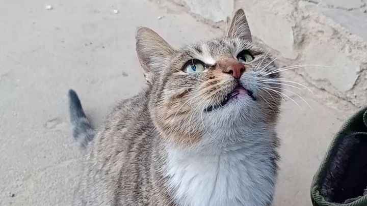 想我家小破猫了