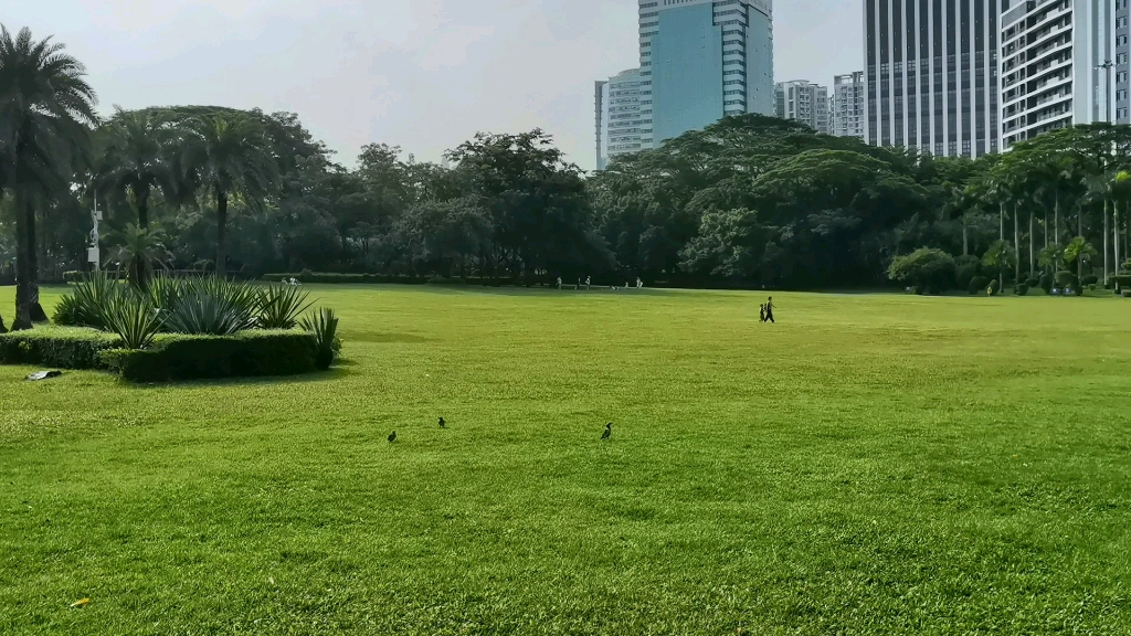 荔香公园大草坪