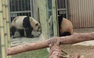 Скачать видео: “天下第一好”良月渝贝又见面了，但是有点不欢而散