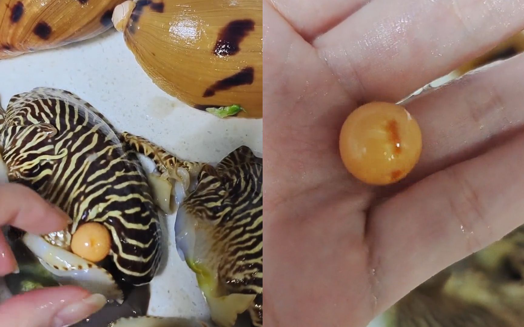 女子买椰子螺开出罕见"美乐珠",珠宝商出价超过十万:发财了!