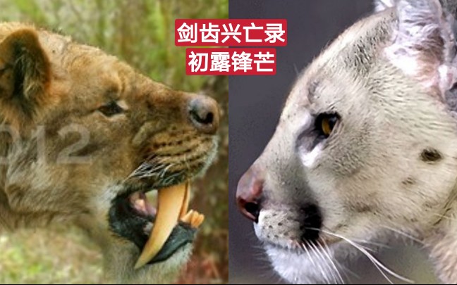 演化奇观猎猫科我苟了三千多万年虽然不是猫但猫科