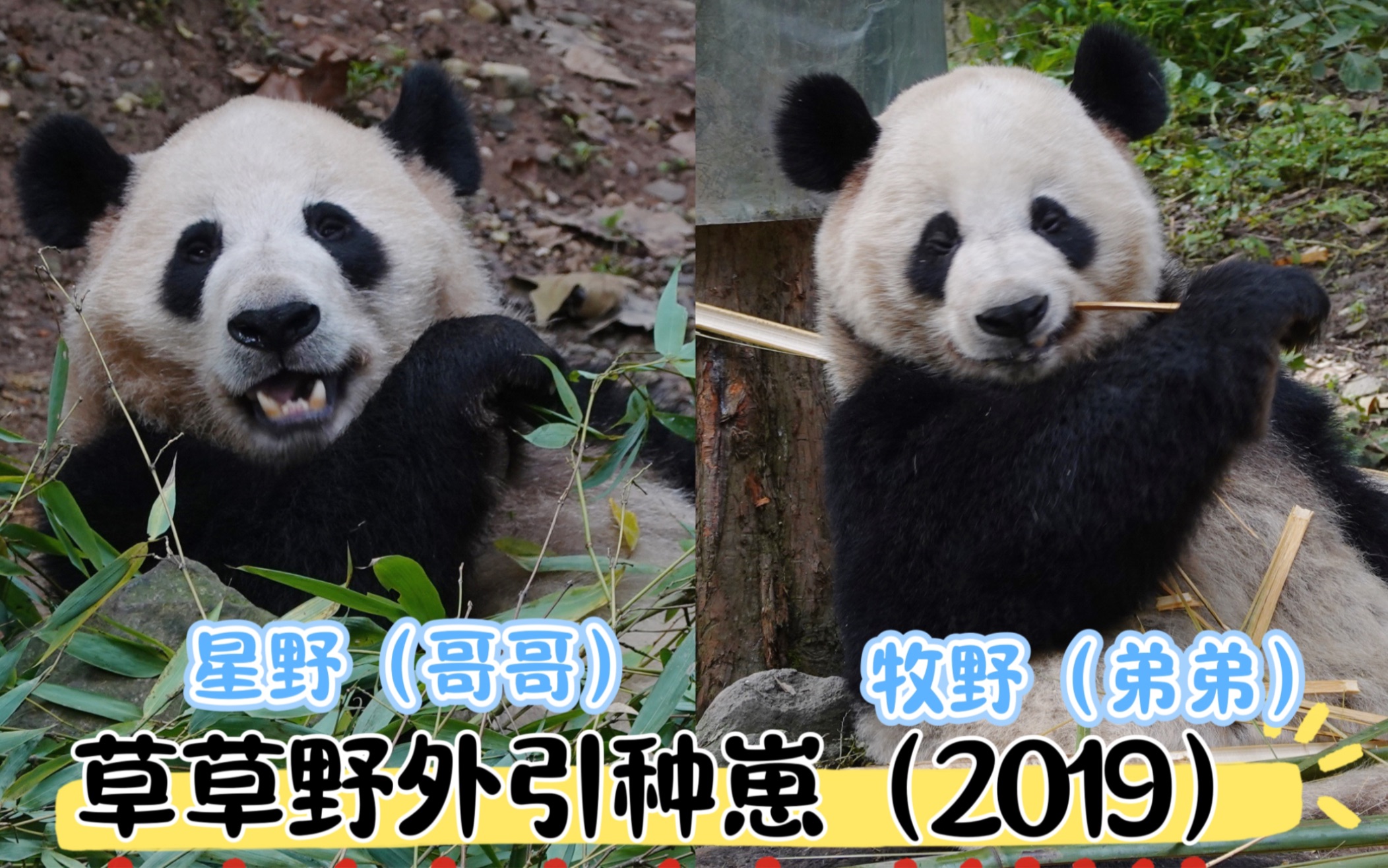 星野&牧野|大熊猫草草野外引种皇太子吃竹子(2019崽)