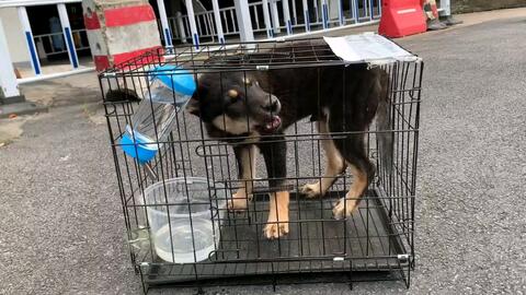 田园犬四眼去粉丝家 这个发狗的人捐过几千元给流浪大叔 我把他当成兄弟 哔哩哔哩