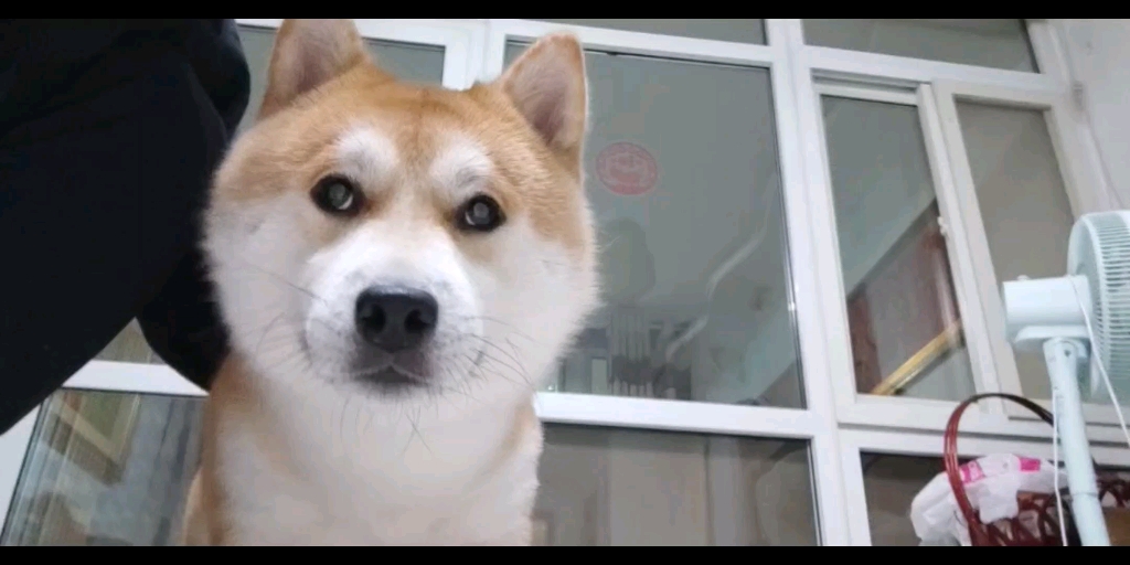 小虎的自拍日常