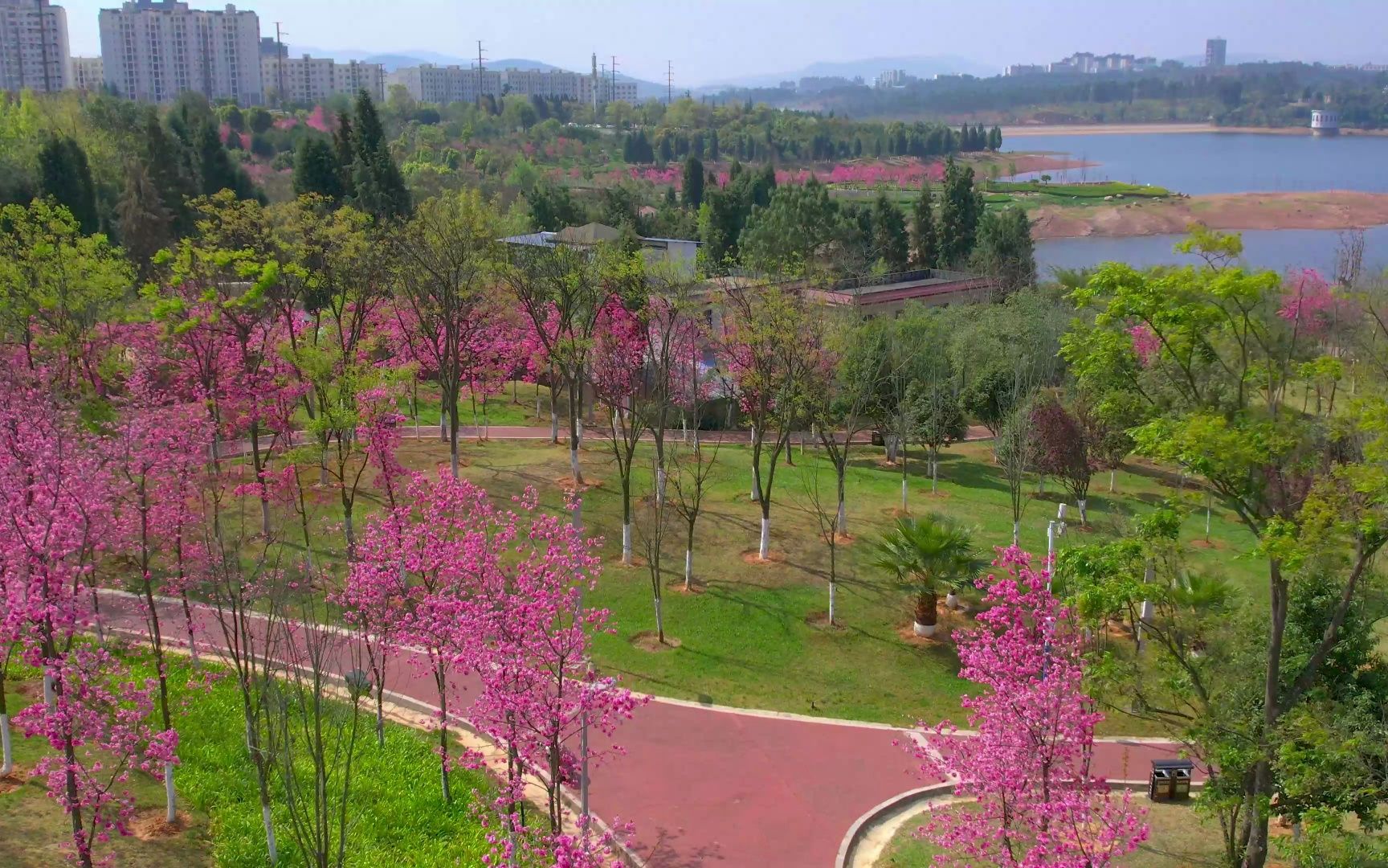 [图]三月的昆明大街小巷樱花盛开，漫步在粉色的花海，犹如进入了梦境