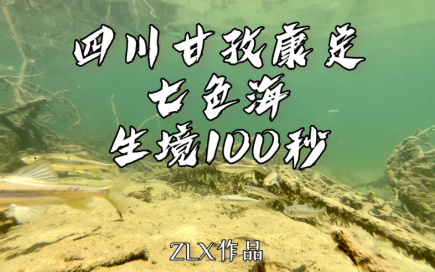 水下生境100秒|四川甘孜康定七色海 3 作为冷泉与温泉交融的共生湖,这处位于大雪山脉深处的秘境有着别具一格的美感哔哩哔哩bilibili