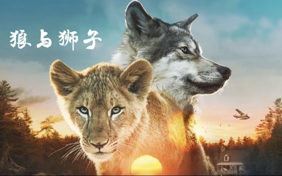狼和狮子竟然成为了形影不离的好朋友_哔哩哔哩_bilibili